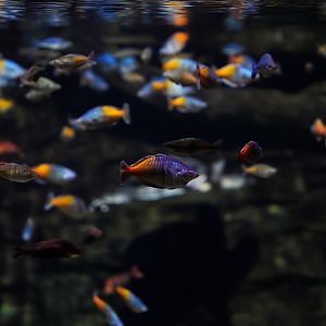Rainbowfish (various species)