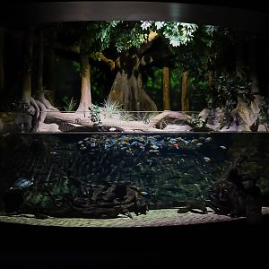 Papua New Guinea Tank