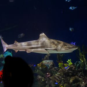 Blacktip Reef Shark