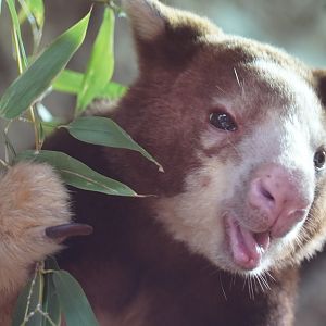 Matschie’s Tree Kangaroo