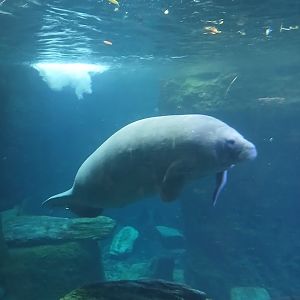Manatee about to say hi (12/30/24)