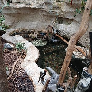 Pelican Lagoon (Former Jaribou Stork habitat) (12/30/24)