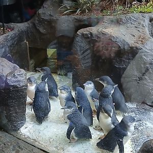 Little blue Penguins (12/30/24)