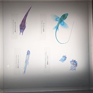 Dyed fish skeletons