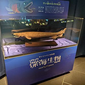 Frilled Shark specimen