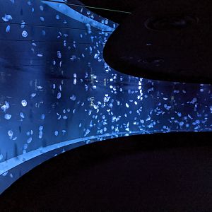 Jellyfish tank