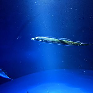 Largehead Hairtail (Trichiurus lepturus)