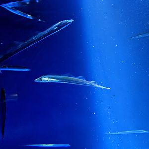 Largehead Hairtail (Trichiurus lepturus)