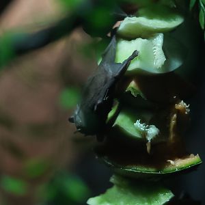 Jamaican Fruit Bat