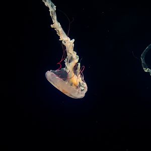 Purple Striped Jellies (juveniles)