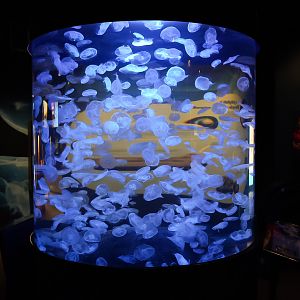 Moon Jelly Tank