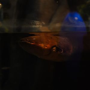 Electric Eel