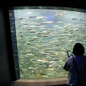 Spotlined Sardines (Sardinops sagax melanostictus)