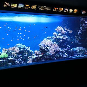 Reef tank