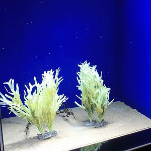 Weedy Seadragon tank