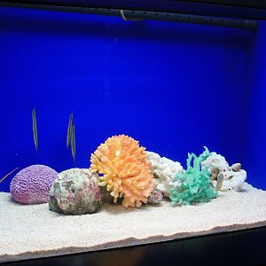 Razorfish and Banded Pipefish tank