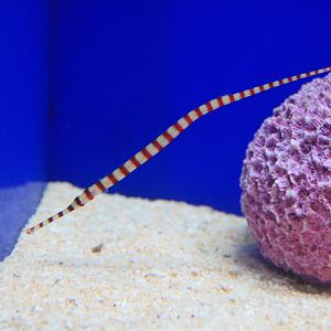 Banded Pipefish