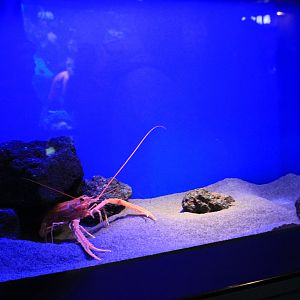 Japanese Lobster (Metanephrops japonicus)