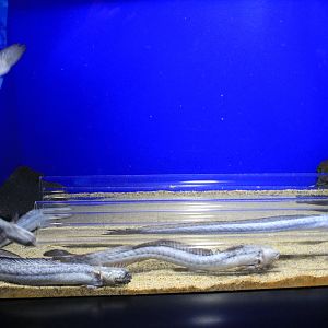 Green Eel Goby tank