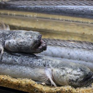 Green Eel Gobies (Odontamblyopus lacepedii)