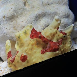 Large-spotted Anglerfish