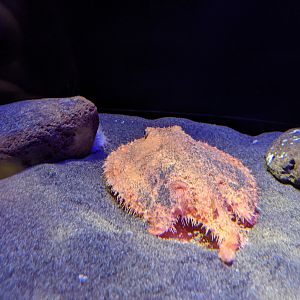 Starry Batfish (Halieutaea stellata)