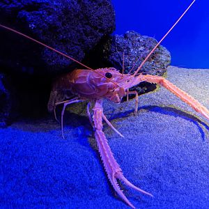 Japanese Lobster (Metanephrops japonicus)