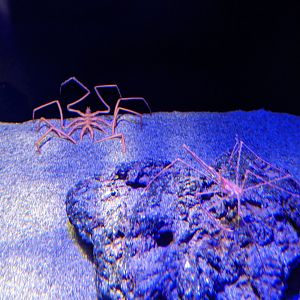 Giant Sea Spider and Arrow Crab
