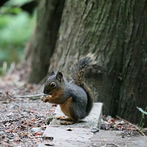 Douglas squirrel (Tamiasciurus douglasii)