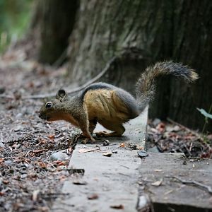 Douglas squirrel (Tamiasciurus douglasii)
