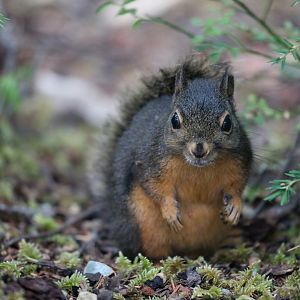 Douglas squirrel (Tamiasciurus douglasii)