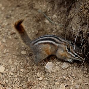 Olympic Chipmunk (Neotamias amoenus caurinus)