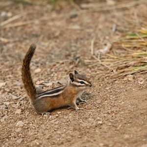Olympic Chipmunk (Neotamias amoenus caurinus)