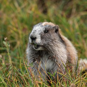 Olympic Marmot (Marmota olympus)