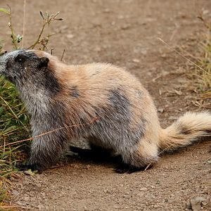 Olympic Marmot (Marmota olympus)