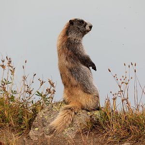 Olympic Marmot (Marmota olympus)