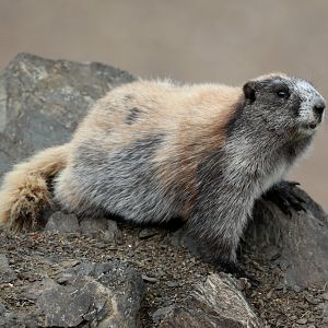 Olympic Marmot (Marmota olympus)