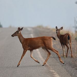 Columbian Black-tailed Deer (Odocoileus hemionus columbianus)
