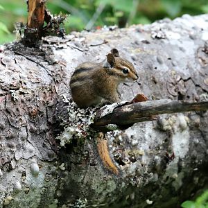 Townsend's Chipmunk (Neotamias townsendii)