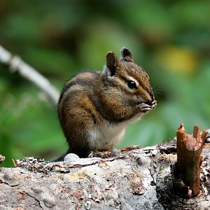 Townsend's Chipmunk (Neotamias townsendii)