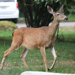 Columbian Black-tailed Deer (Odocoileus hemionus columbianus)