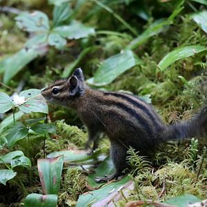 Townsend's Chipmunk (Neotamias townsendii)