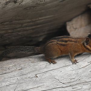 Townsend's Chipmunk (Neotamias townsendii)