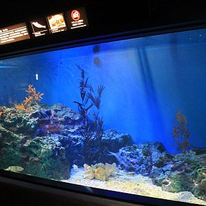 Bigfin Reef Squid (Sepioteuthis lessoniana) tank