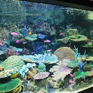 Reef tank