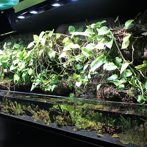 Amazon tetra tank