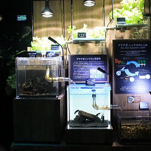 Aquaponics display