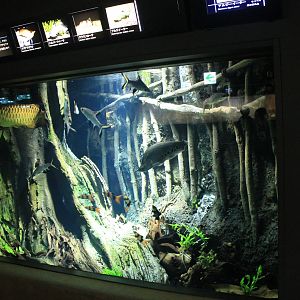 Southeast Asia freshwater tank