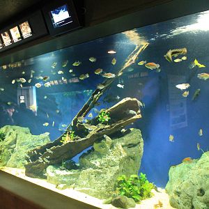 African freshwater tank