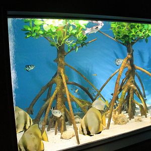Mangrove tank